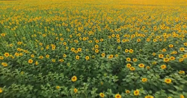 Vista aérea al campo de girasol en flor al atardecer — Vídeos de Stock