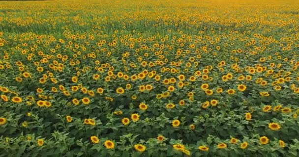 Luchtfoto naar bloeiende zonnebloemenveld bij zonsondergang — Stockvideo