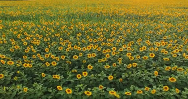 Vue aérienne du champ de tournesol en fleurs au coucher du soleil — Video