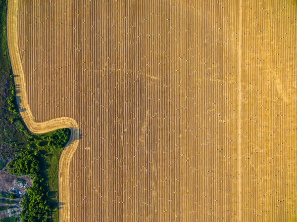 Letecký pohled přímo nad pšeničné pole s roličkami slámy — Stock fotografie