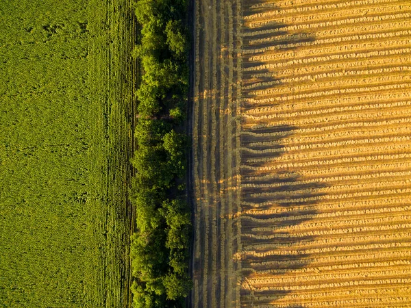 Letecký pohled na zlaté pole a slunečnicové pole se stínem — Stock fotografie