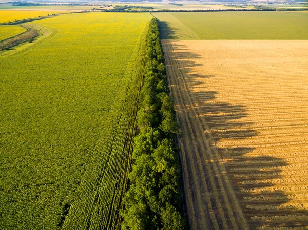 Letecký pohled na zlaté pole a slunečnicové pole se stínem — Stock fotografie