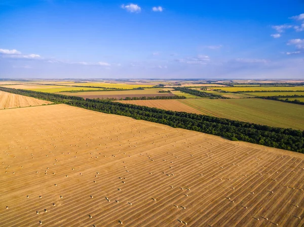 Widok z lotu ptaka na złote pole z belami słomy pszenicznej — Zdjęcie stockowe