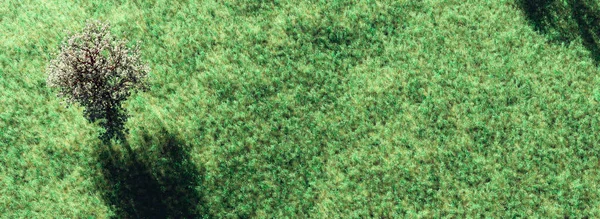 Mandelbäume Auf Einem Grasbewachsenen Feld — Stockfoto