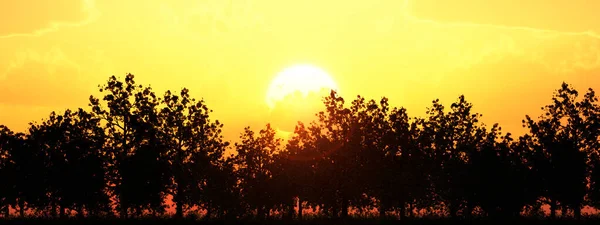 Zonsondergang Boom Bloemenveld Illustratie — Stockfoto