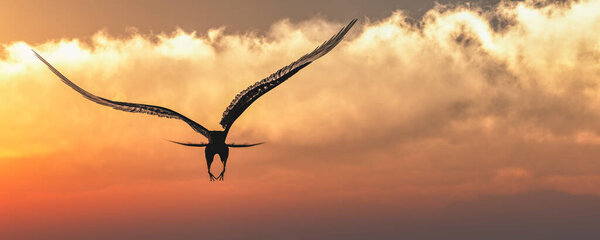 3d illustration Eagle flying in the clouds at dawn