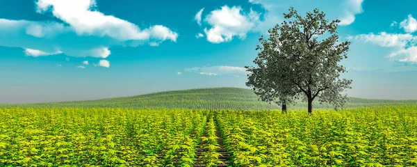 Illustrazione Albero Solitario Campo Coltivato — Foto Stock