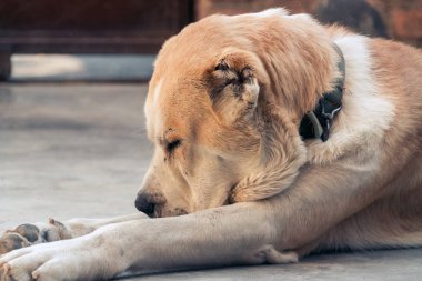 Orta Asya çoban köpeği. Alabai portre