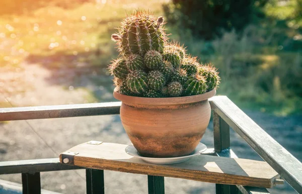 Details Des Tne Kaktus Sonnenlicht — Stockfoto