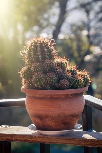 Détails Cactus Tne Plein Soleil — Photo