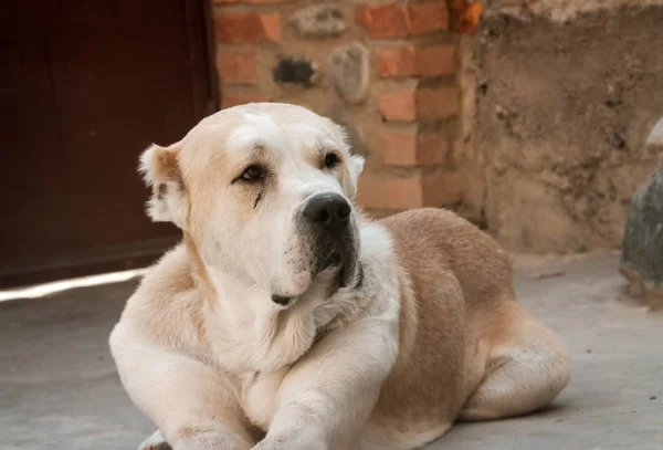 Anjing Gembala Asia Tengah Potret Alabai — Stok Foto