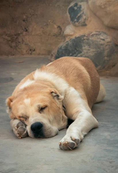 Cane Pastore Dell Asia Centrale Ritratto Alabai — Foto Stock