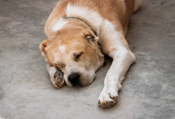 Cane Pastore Dell Asia Centrale Ritratto Alabai — Foto Stock