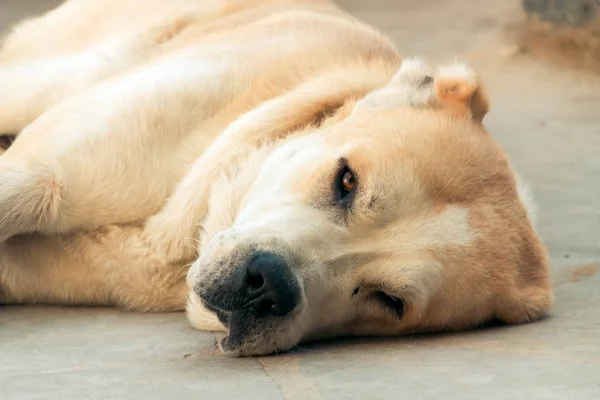 Cane Pastore Dell Asia Centrale Ritratto Alabai — Foto Stock