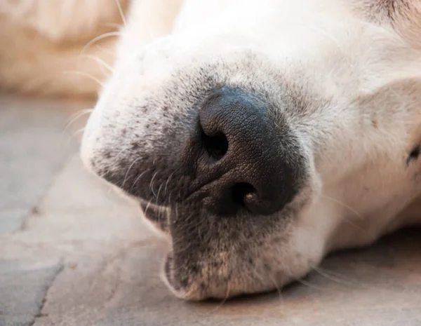 Cane Pastore Dell Asia Centrale Naso Alabai — Foto Stock