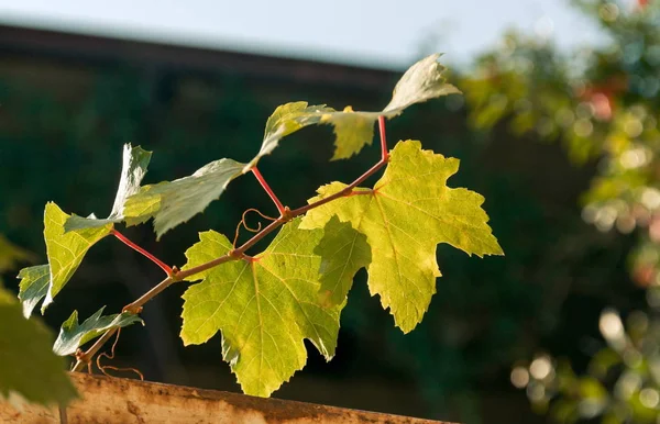 Grape Leaves Sunlight — Stock Photo, Image