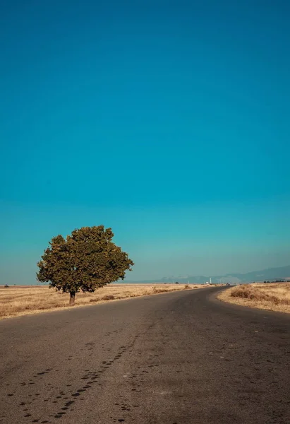 沙漠中的道路和树木 — 图库照片