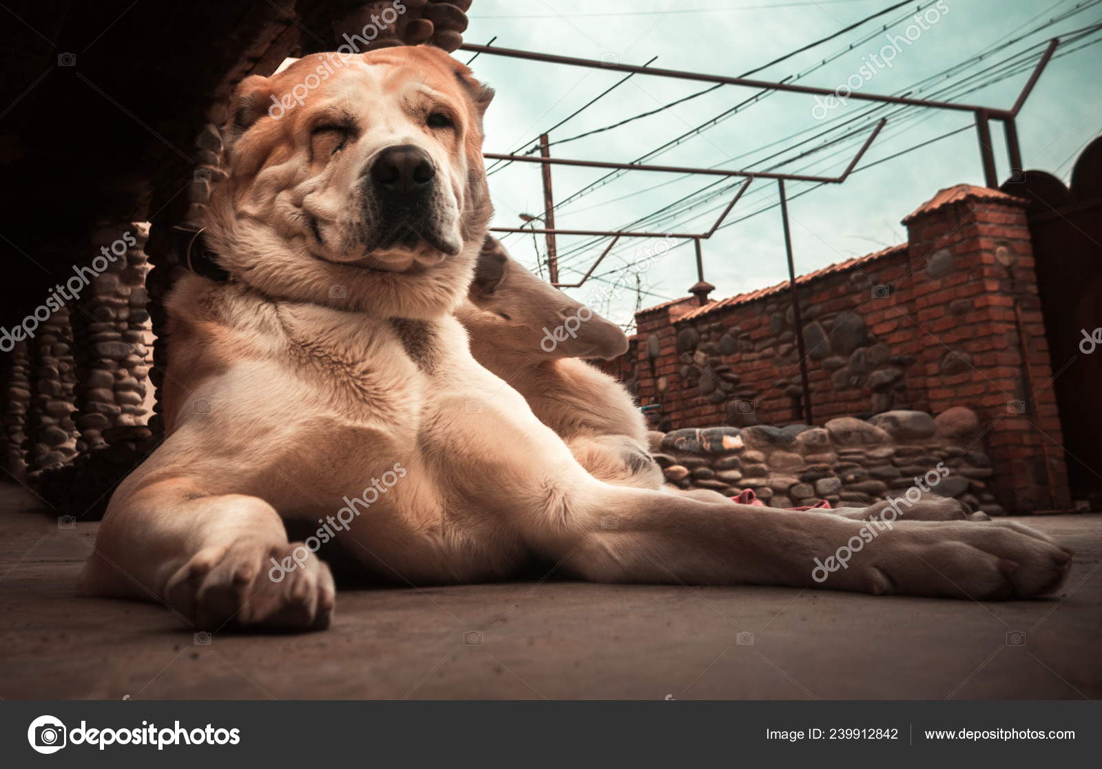 아시아 양치기 개입니다 알라바이 초상화 — 스톡 사진 © goglik83 #239912842