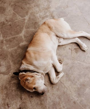 Orta Asya çoban köpeği. Alabai portre
