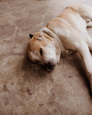 Orta Asya çoban köpeği. Alabai portre