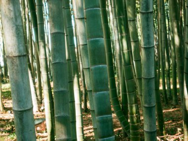 Bambu sokakta closeup