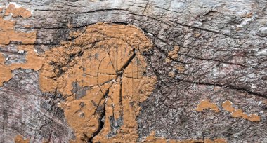 Ahşap doku soyut portre