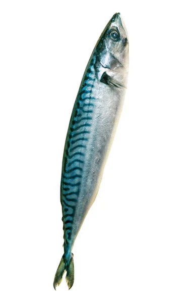 Mackerel Fish White — Stock Photo, Image