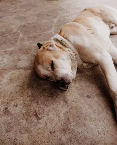Середньоазіатська Вівчарка Портрет Собаки Щенята — стокове фото