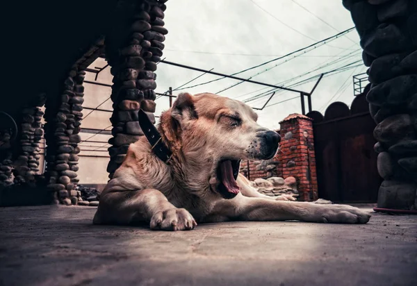 Cane Pastore Dell Asia Centrale Ritratto Alabai — Foto Stock