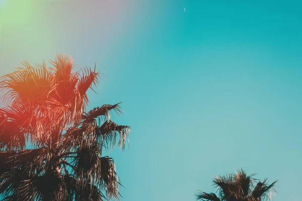 Avuç içi güneş ışığı altında. Batumi.Georgia