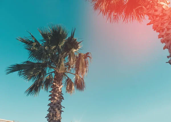Palms Sunlight Batumi Georgia — Stock Photo, Image