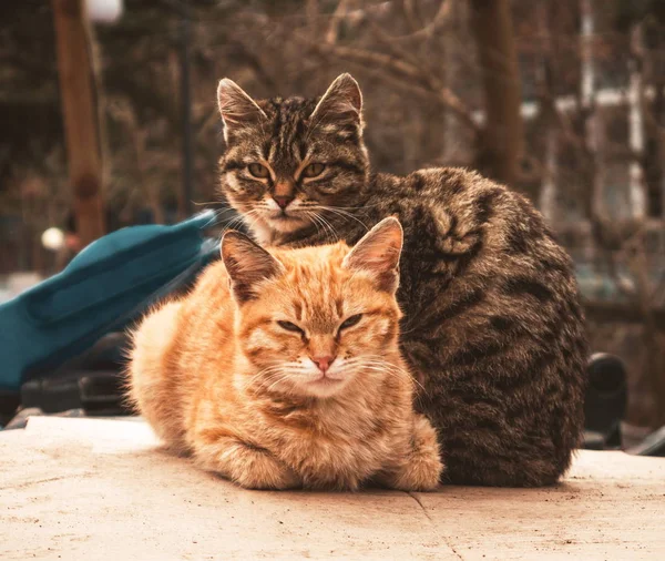 Retrato Dos Dois Gatos Bonitos — Fotografia de Stock