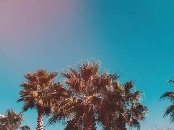 Palmen in het zonlicht. Batumi.Georgia — Stockfoto
