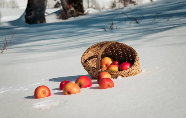 Manzanas y la cesta en la nieve —  Fotos de Stock