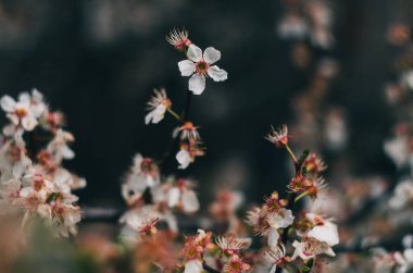 Bahar zamanı. Çiçek bitkileri closeup