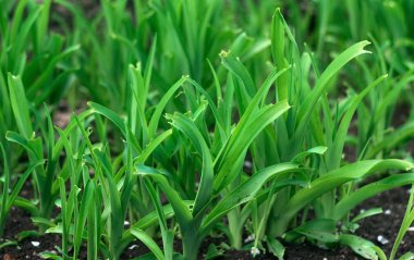 Bahar çimüzerinde soyut görünümü