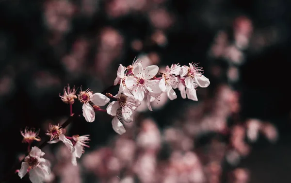 Vårtid. Blossom växter närbild — Stockfoto