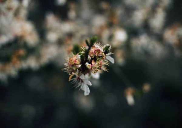 Hora da Primavera. Plantas de flor close-up — Fotografia de Stock