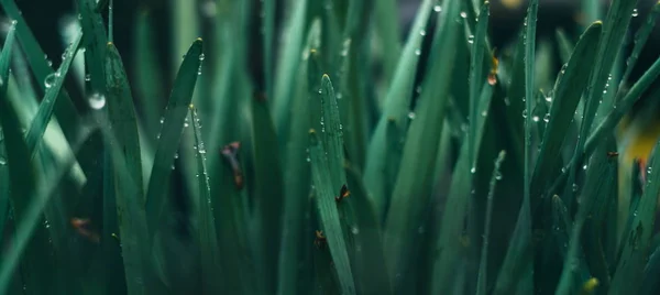 Abstract view on the spring grass — Stock Photo, Image