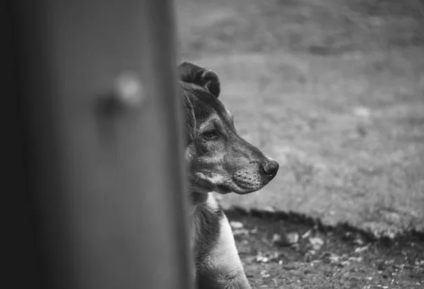 작은 외로운 개 야외 — 스톡 사진