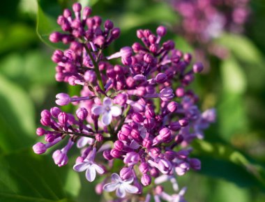 Baharda çiçek açan leylak