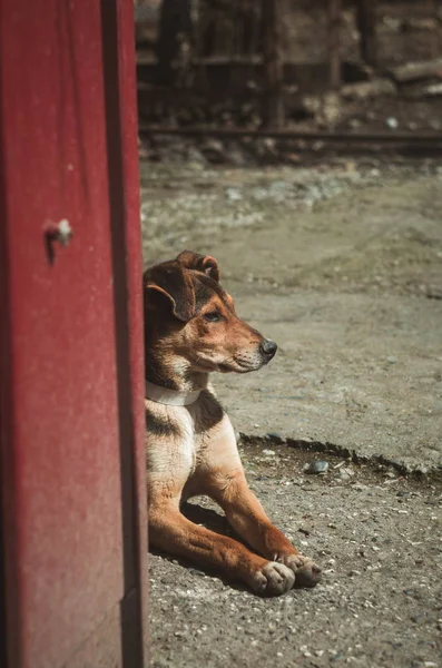 Маленький самотній собака на відкритому повітрі — стокове фото
