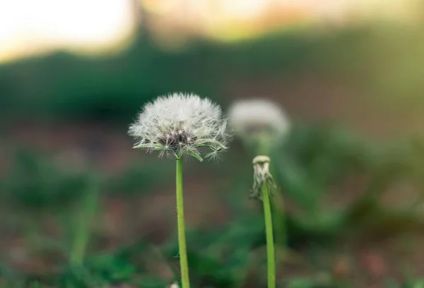 Vårtid. Blossom växter närbild — Stockfoto