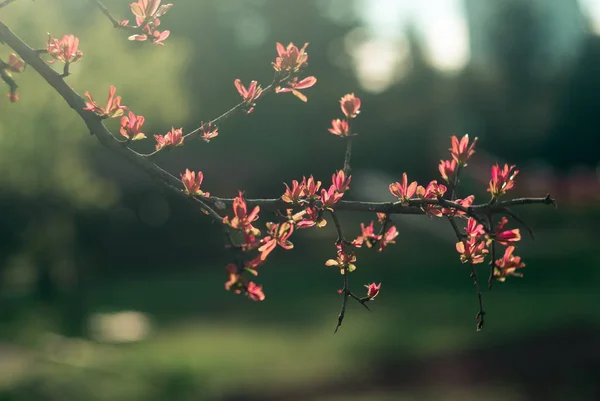 Hora da Primavera. Plantas de flor close-up — Fotografia de Stock