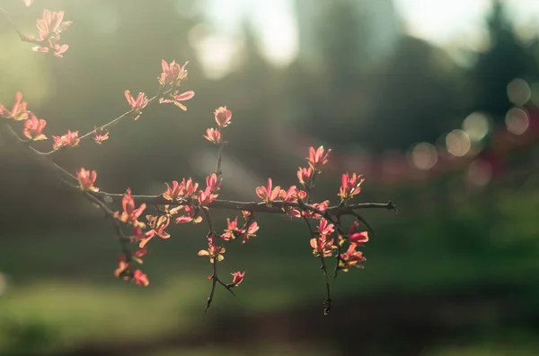 Au printemps. Plantes à fleurs gros plan — Photo