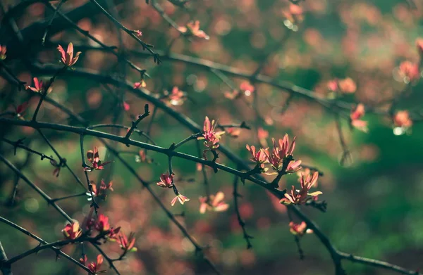 Czas wiosny. Rośliny kwitną zbliżenie — Zdjęcie stockowe