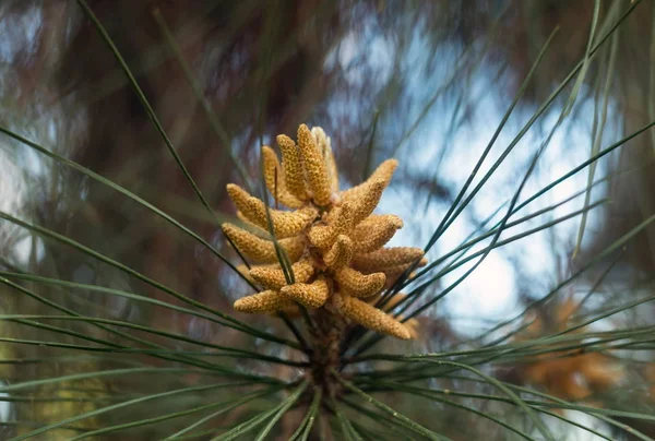 Schöne Kiefernknospen Nahaufnahme — Stockfoto