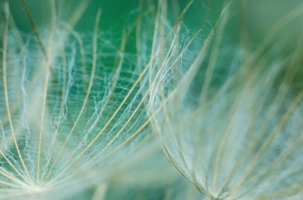 Macro details of the dandelion in spring time