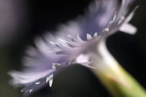 Hora da Primavera. Plantas de flor close-up — Fotografia de Stock