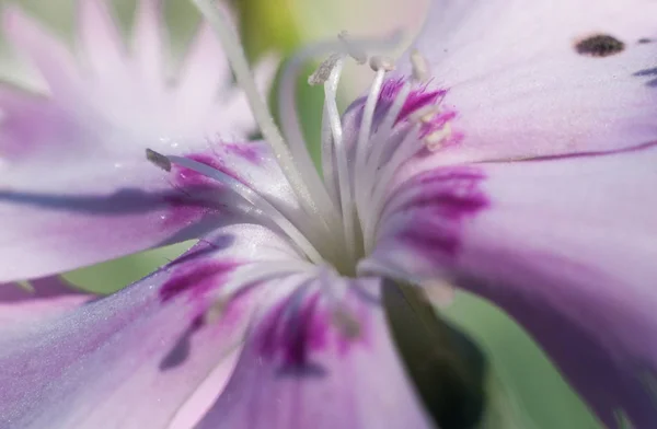 Forår. Blossom planter closeup - Stock-foto